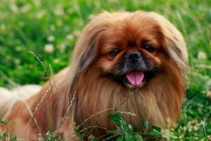 cachorro pequines em um gramado