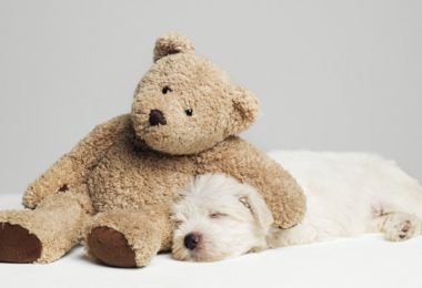 10 bichos de pelúcia com preços acessíveis pro seu cachorro