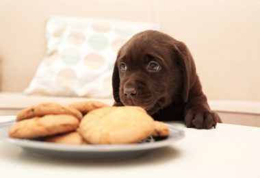 Páscoa: receita de biscoito de cenoura para cachorro
