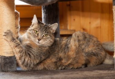 Cinco brinquedos ideais para gatos idosos