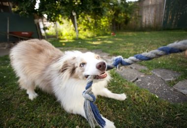 Sete opções para brincar de cabo de guerra com seu cachorro