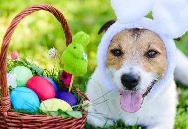 Aprenda a planejar uma caça aos ovos de Páscoa para o seu cão