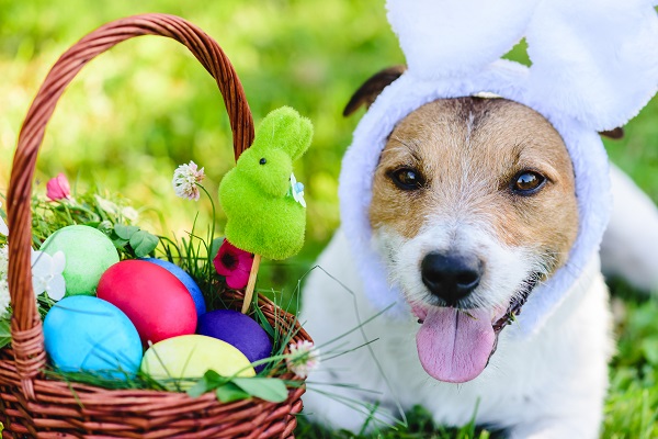 Aprenda a planejar uma caça aos ovos de Páscoa para o seu cão
