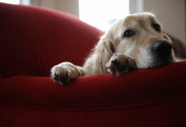 Seis sinais corporais de que seu cachorro pode estar estressado com a quarentena