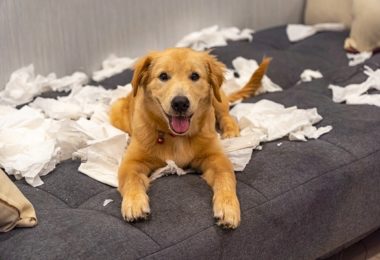 Seu cachorro gosta de comer papel higiênico? Entenda os motivos