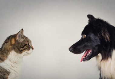 Desafio entre cães e gatos mostra qual pet é mais cuidadoso