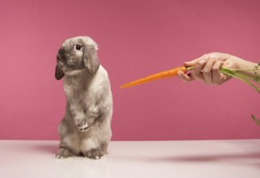 Principais cuidados na alimentação dos coelhos