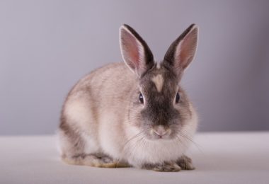 Doenças comuns de coelhos (lagomorfos)