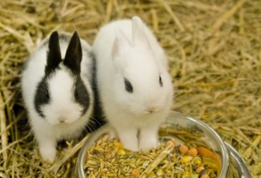 Cinco rações indicadas para coelhos