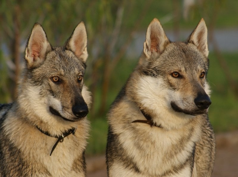 Na imagem temos dois Tamaskas, uma raça de cães originada da mistura de Husky Siberiano com Malamute do Alasca. Também é um cão muito parecido com o o cachorro lobo.