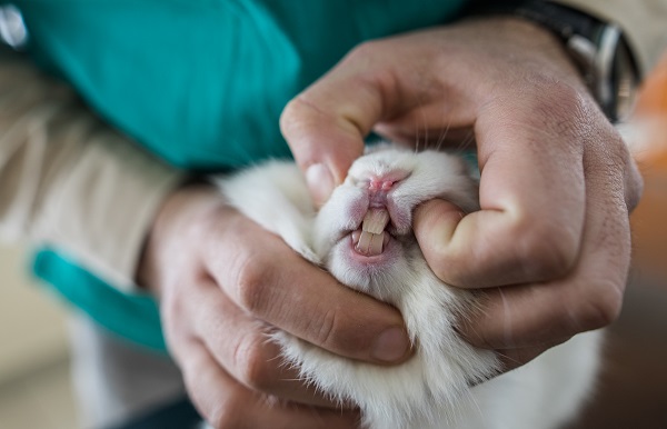 Cuidados essenciais com os dentes dos coelhos