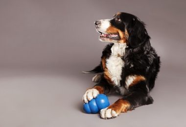 Confira nossa lista de brinquedos recheáveis para cães