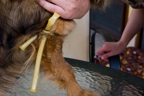 Pets podem salvar vidas doando sangue