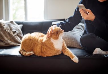 Estudo brasileiro mostra que gatos também sofrem com a ausência dos humanos