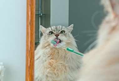 Confira nossa lista de produtos para a limpeza dos dentes dos pets