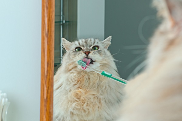 Confira nossa lista de produtos para a limpeza dos dentes dos pets
