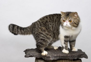 Gato Exótico – Principais Doenças