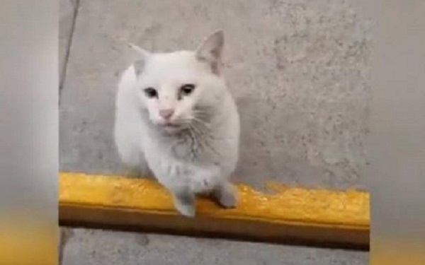 Gato “golpista” finge estar em situação de rua para ganhar comida