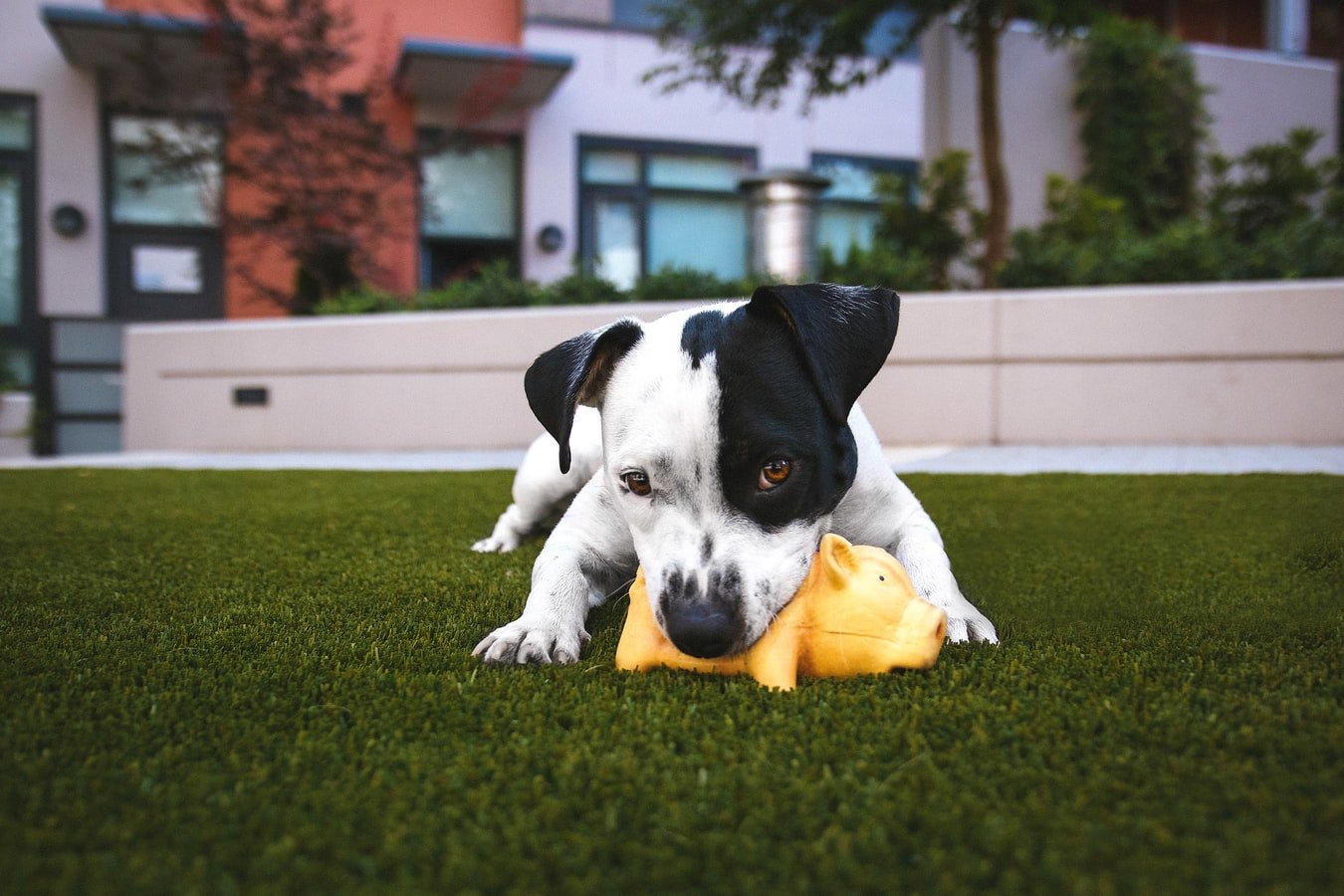 Como fazer brinquedos para cachorro? Confira as dicas!