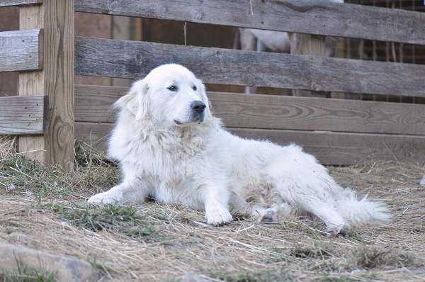Cães de pastoreio - As raças com instinto de cão pastor
