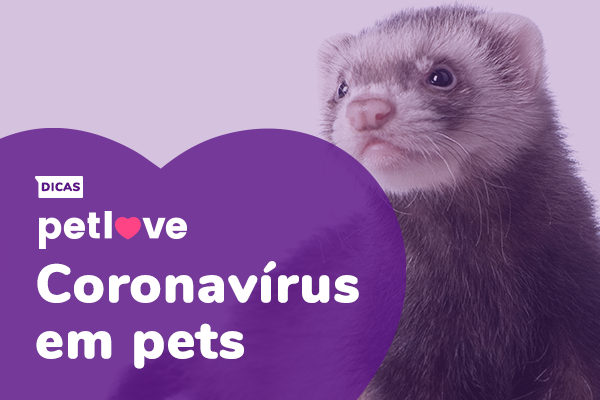 Coronavírus em ferrets