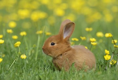 Produtos essenciais para quem deseja adotar um coelho