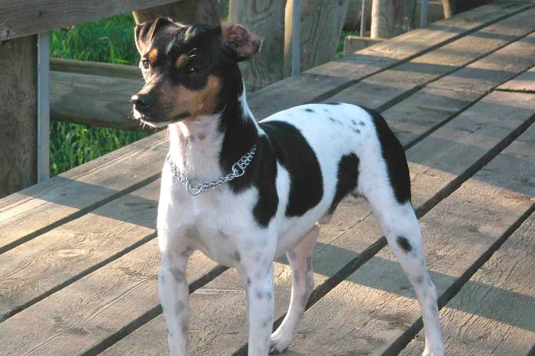 Fox paulistinha