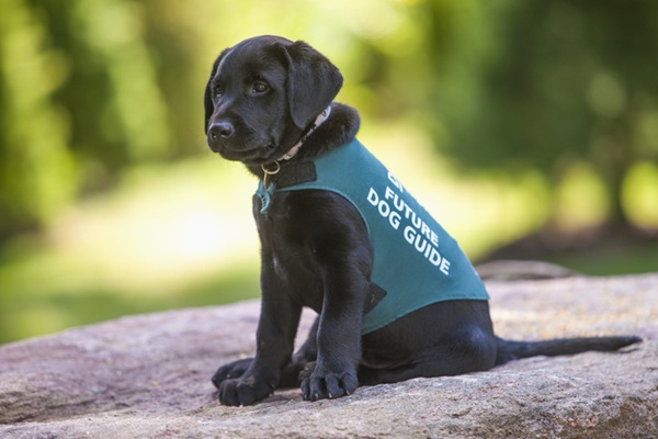 Filhote de labrador.