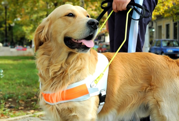 Raça de Cão-guia Golden Retriever. 