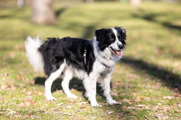 Border Collie.