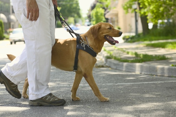 Cão-guia na rua.