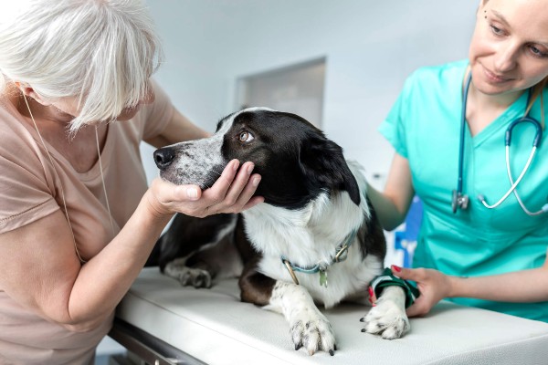 Três motivos para seu cão ser atendido por um médico veterinário em casa