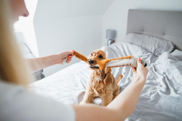 Como deixar seu pet mais calmo durante a quarentena