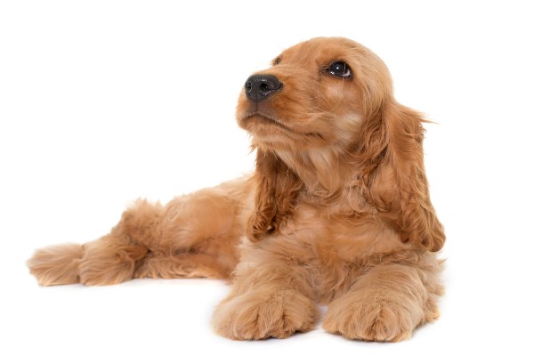 Veterinário em casa: Cachorrinha Trufa recebeu tratamento para miíase