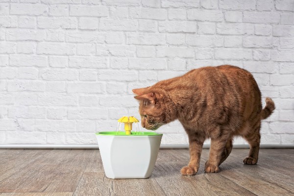 Como estimular seu gato a beber mais água