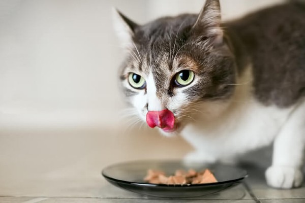 Saiba como deixar seu gato feliz na hora de se alimentar
