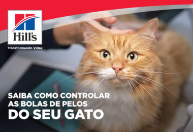 Bolas de pelos em gatos: quando se preocupar e dicas para como controlar
