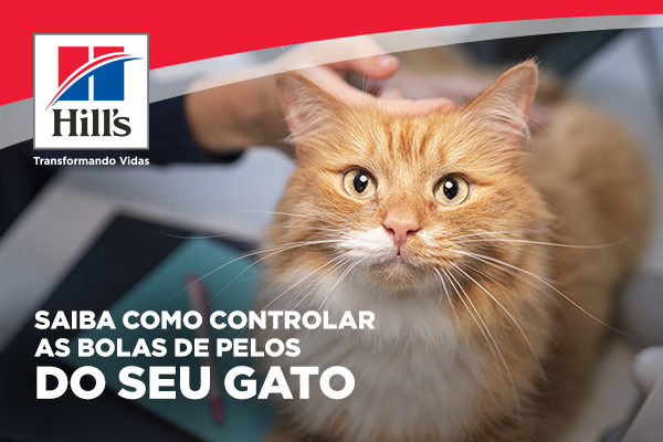 Bolas de pelos em gatos: quando se preocupar e dicas para como controlar