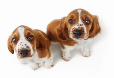 Seu cachorro ficaria feliz com um irmão canino?