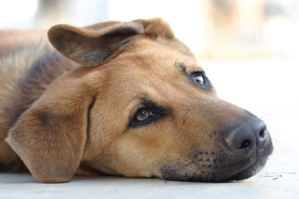 Sete doenças que podem atingir pets e humanos