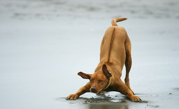 Rhodesian Ridgeback marrom