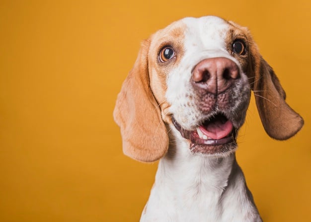 Um cãozinho velho para representar como calcular a idade de cachorro em anos humanos.