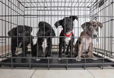 Prefeitura de São Paulo cria sistema online de adoção de pets