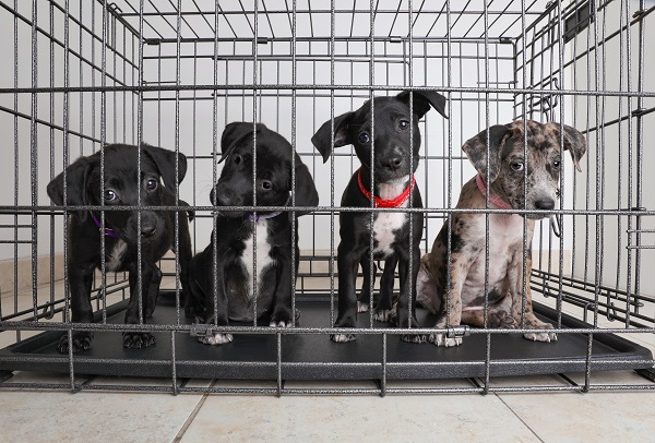 Prefeitura de São Paulo cria sistema online de adoção de pets