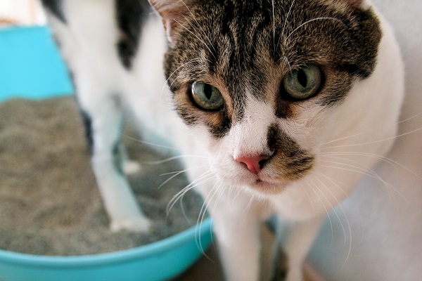 Por que o granulado de tofu para gatos está conquistando tantos tutores?
