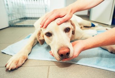 Saiba como prevenir casos de câncer em seu pet