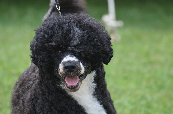 Cão D'água Português preto e branco