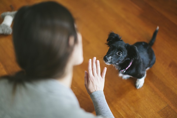 Aproveite a quarentena para ensinar palavras novas – do jeito correto – pro seu cão