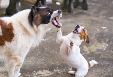 20 sinais que seu cão pode dar por estar estressado