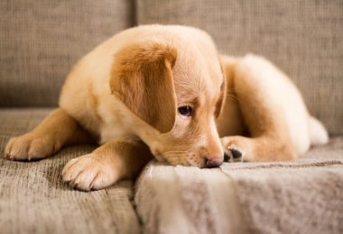Como socializar um filhote de cachorro na quarentena